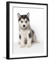 Alaskan Malamute Dog Pup-null-Framed Photographic Print