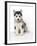 Alaskan Malamute Dog Pup-null-Framed Photographic Print