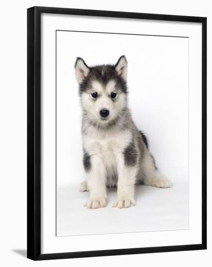 Alaskan Malamute Dog Pup-null-Framed Photographic Print