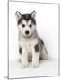 Alaskan Malamute Dog Pup-null-Mounted Photographic Print