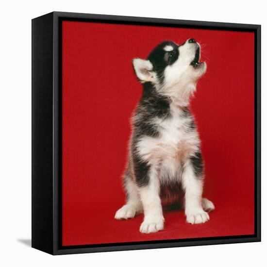 Alaskan Malamute Dog Puppy-null-Framed Stretched Canvas
