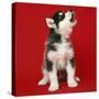 Alaskan Malamute Dog Puppy-null-Stretched Canvas