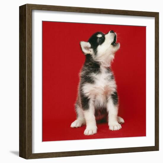 Alaskan Malamute Dog Puppy-null-Framed Photographic Print