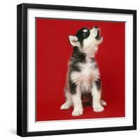 Alaskan Malamute Dog Puppy-null-Framed Photographic Print