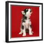 Alaskan Malamute Dog Puppy-null-Framed Photographic Print