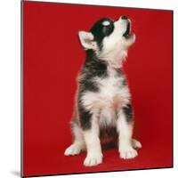 Alaskan Malamute Dog Puppy-null-Mounted Photographic Print