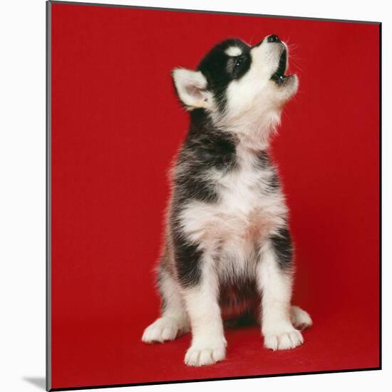 Alaskan Malamute Dog Puppy-null-Mounted Photographic Print