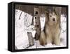 Alaskan Malamute Dog, USA-Lynn M. Stone-Framed Stretched Canvas