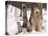 Alaskan Malamute Dog, USA-Lynn M. Stone-Stretched Canvas