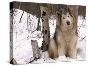 Alaskan Malamute Dog, USA-Lynn M. Stone-Stretched Canvas