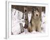 Alaskan Malamute Dog, USA-Lynn M. Stone-Framed Photographic Print