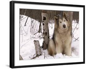 Alaskan Malamute Dog, USA-Lynn M. Stone-Framed Photographic Print