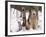 Alaskan Malamute Dog, USA-Lynn M. Stone-Framed Photographic Print