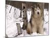 Alaskan Malamute Dog, USA-Lynn M. Stone-Mounted Photographic Print