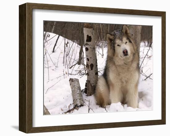 Alaskan Malamute Dog, USA-Lynn M. Stone-Framed Photographic Print