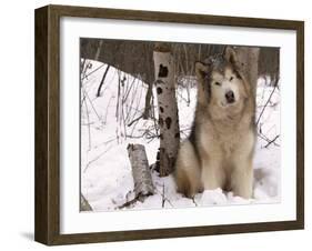 Alaskan Malamute Dog, USA-Lynn M. Stone-Framed Photographic Print