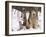 Alaskan Malamute Dog, USA-Lynn M. Stone-Framed Photographic Print