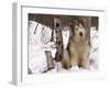 Alaskan Malamute Dog, USA-Lynn M. Stone-Framed Photographic Print