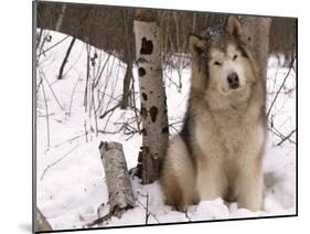 Alaskan Malamute Dog, USA-Lynn M. Stone-Mounted Photographic Print