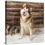 Alaskan Malamute Dog-null-Stretched Canvas