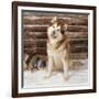 Alaskan Malamute Dog-null-Framed Photographic Print