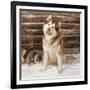 Alaskan Malamute Dog-null-Framed Photographic Print