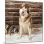 Alaskan Malamute Dog-null-Mounted Photographic Print