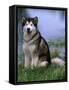 Alaskan Malamute Near a Pond-Lynn M^ Stone-Framed Stretched Canvas