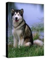 Alaskan Malamute Near a Pond-Lynn M^ Stone-Stretched Canvas