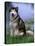 Alaskan Malamute Near a Pond-Lynn M^ Stone-Stretched Canvas