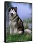 Alaskan Malamute Near a Pond-Lynn M^ Stone-Framed Stretched Canvas