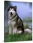 Alaskan Malamute Near a Pond-Lynn M^ Stone-Stretched Canvas