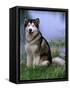 Alaskan Malamute Near a Pond-Lynn M^ Stone-Framed Stretched Canvas