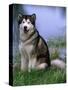 Alaskan Malamute Near a Pond-Lynn M^ Stone-Stretched Canvas