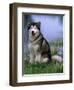 Alaskan Malamute Near a Pond-Lynn M^ Stone-Framed Photographic Print