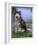 Alaskan Malamute Near a Pond-Lynn M^ Stone-Framed Photographic Print