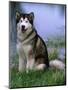 Alaskan Malamute Near a Pond-Lynn M^ Stone-Mounted Photographic Print