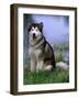 Alaskan Malamute Near a Pond-Lynn M^ Stone-Framed Photographic Print