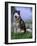 Alaskan Malamute Near a Pond-Lynn M^ Stone-Framed Photographic Print