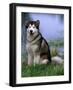 Alaskan Malamute Near a Pond-Lynn M^ Stone-Framed Photographic Print