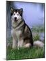 Alaskan Malamute Near a Pond-Lynn M^ Stone-Mounted Photographic Print