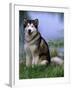 Alaskan Malamute Near a Pond-Lynn M^ Stone-Framed Photographic Print