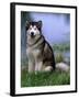 Alaskan Malamute Near a Pond-Lynn M^ Stone-Framed Photographic Print