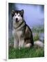 Alaskan Malamute Near a Pond-Lynn M^ Stone-Framed Photographic Print