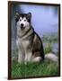 Alaskan Malamute Near a Pond-Lynn M^ Stone-Framed Photographic Print