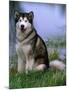 Alaskan Malamute Near a Pond-Lynn M^ Stone-Mounted Photographic Print