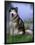 Alaskan Malamute Near a Pond-Lynn M^ Stone-Framed Photographic Print