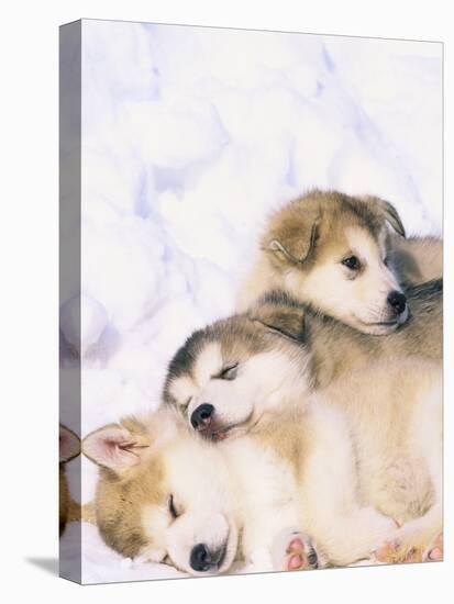 Alaskan Malamute Puppies in the Snow-Lynn M^ Stone-Stretched Canvas