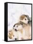 Alaskan Malamute Puppies in the Snow-Lynn M^ Stone-Framed Stretched Canvas