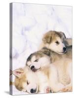 Alaskan Malamute Puppies in the Snow-Lynn M^ Stone-Stretched Canvas